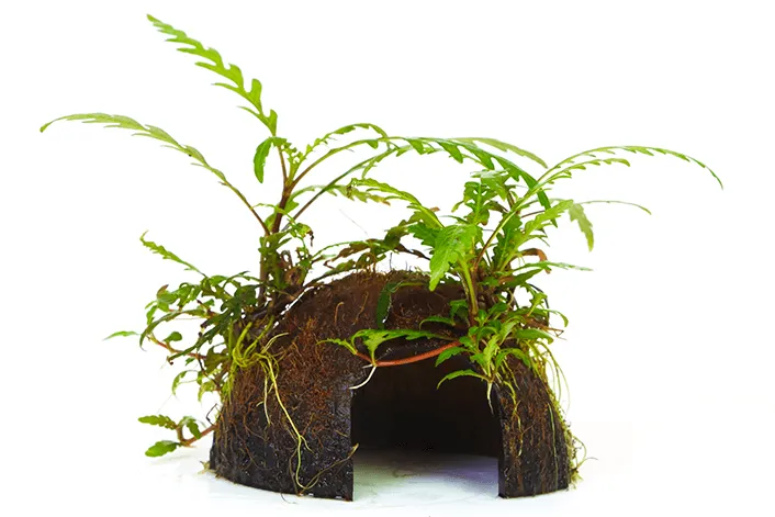 Hygrophila Pinnatifida enraizada en coco